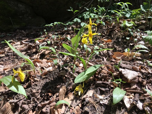 Pagode à dents de chien jaune — Bild 3