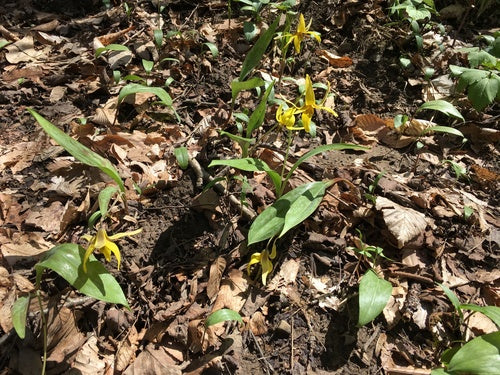 Pagode à dents de chien jaune — Bild 2