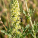 Blüte von Gelber Wau (Reseda lutea) in Nahaufnahme (KI-generiert)