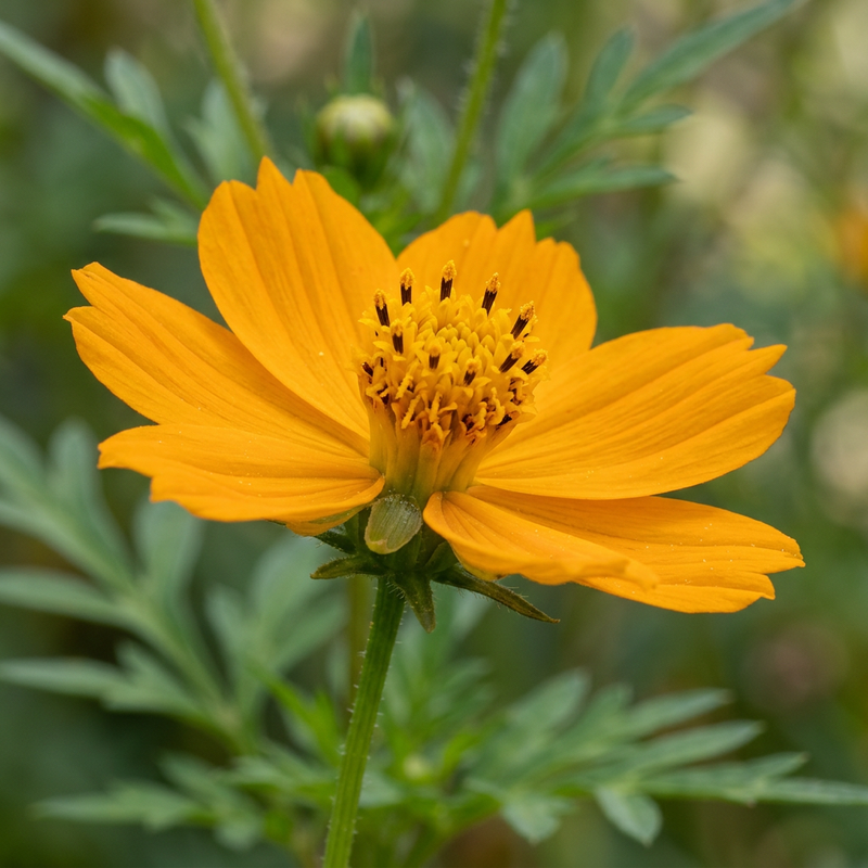 Gelbes Schmuckkörbchen (Cosmos sulphureus), illustration IA