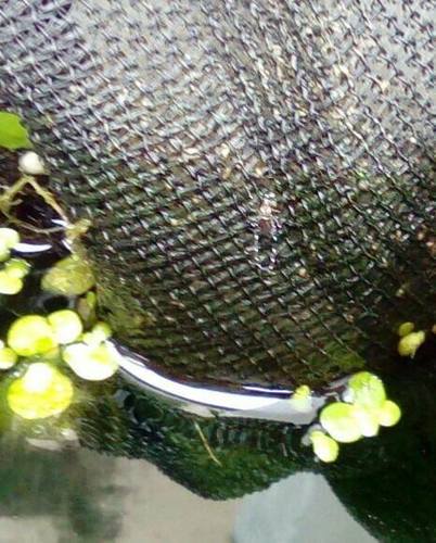 Moustique de la fièvre jaune — photo 5 sur 50