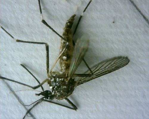 Moustique de la fièvre jaune — photo 4 sur 50