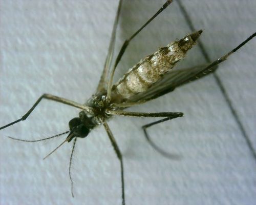 Moustique de la fièvre jaune — photo 3 sur 50