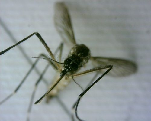 Moustique de la fièvre jaune — photo 2 sur 50