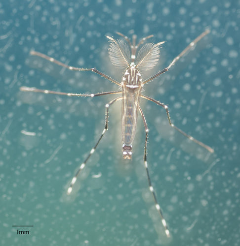 Moustique de la fièvre jaune — Bild 4