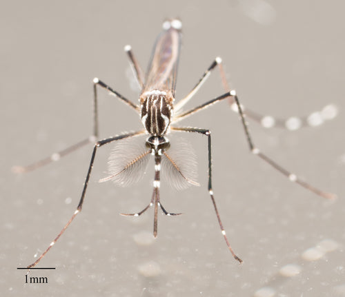 Moustique de la fièvre jaune — Bild 1