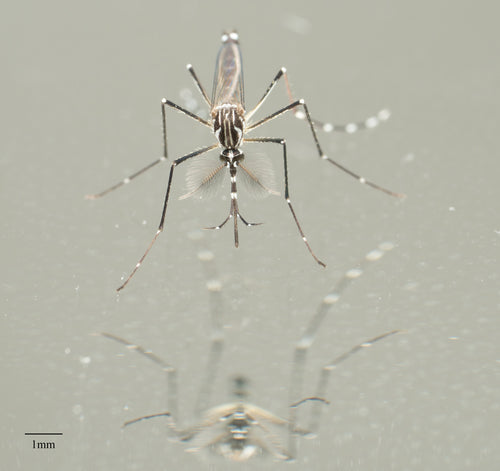 Moustique de la fièvre jaune — Bild 5