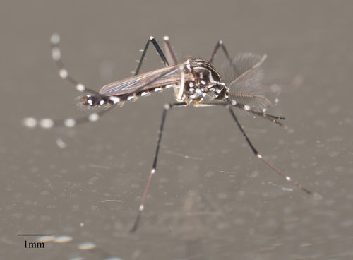 Moustique de la fièvre jaune — Bild 2