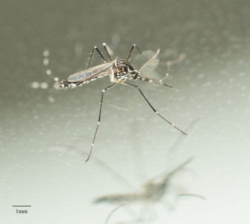 Moustique de la fièvre jaune — Bild 3