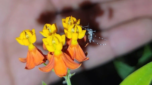 Moustique de la fièvre jaune — photo 1 sur 50