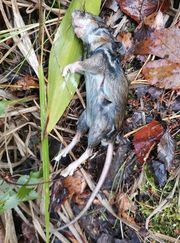 Gelbhalsmaus - Bild 1