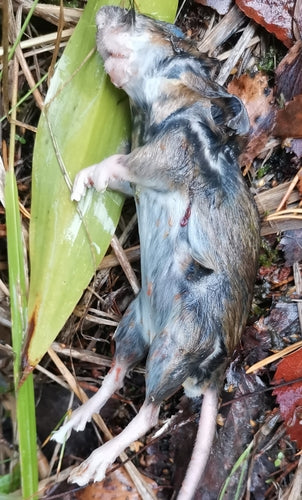 Gelbhalsmaus - Bild 2