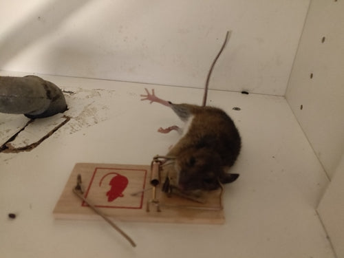 Souris à cou jaune — photo 1 sur 50