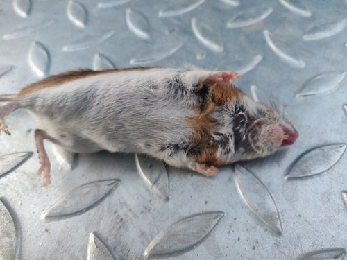 Gelbhalsmaus - Bild 8