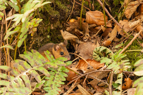 Gelbhalsmaus - Bild 7