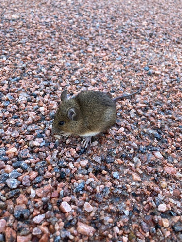Souris à cou jaune — photo 2 sur 50