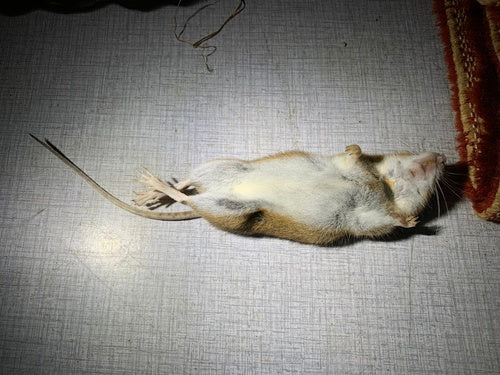 Gelbhalsmaus - Bild 4