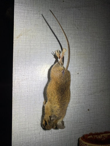 Gelbhalsmaus - Bild 3