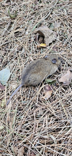 Souris à cou jaune — photo 5 sur 50