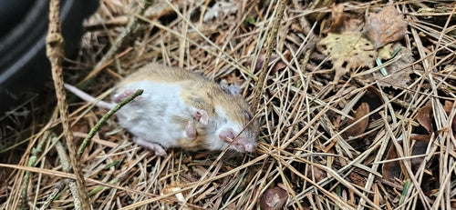 Souris à cou jaune — photo 4 sur 50