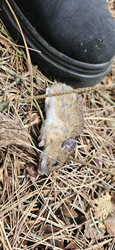 Souris à cou jaune — photo 3 sur 50