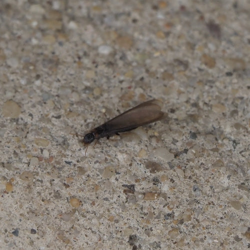 Termite à cou jaune — Bild 1
