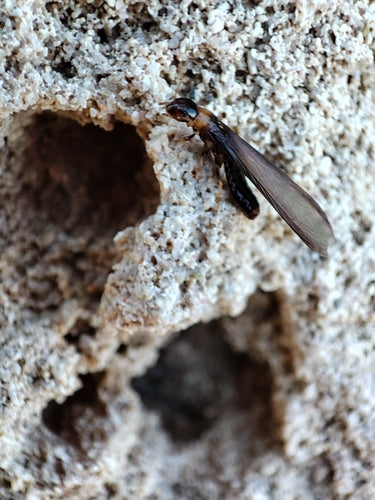 Termite à cou jaune — Bild 2