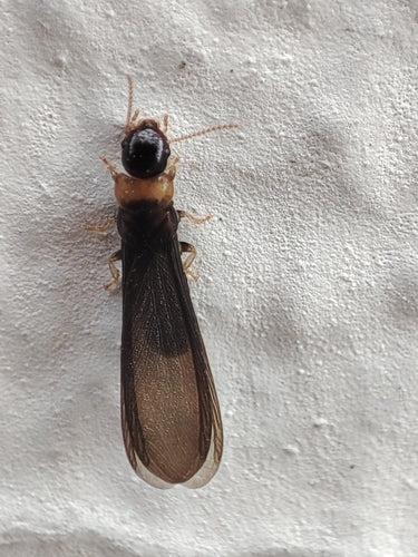 Termite à cou jaune — photo 5 sur 39