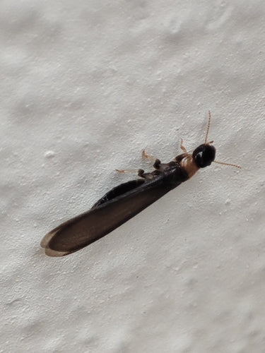 Termite à cou jaune — photo 4 sur 39