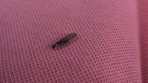 Termite à cou jaune — Bild 3
