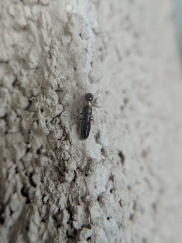 Termite à cou jaune — Bild 5
