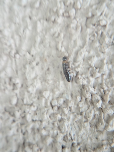 Termite à cou jaune — Bild 4