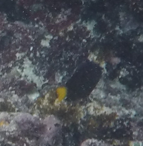 Demoiselle à queue jaune — Bild 5
