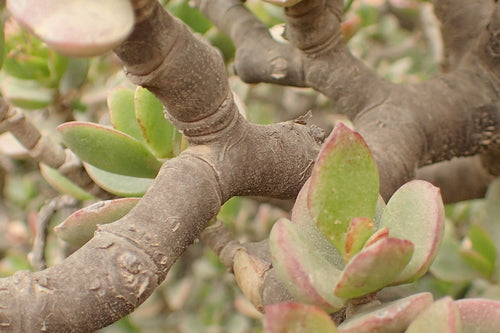 Arbre à argent — Bild 3