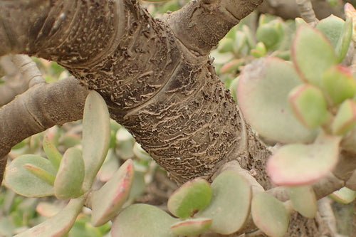 Arbre à argent — Bild 2