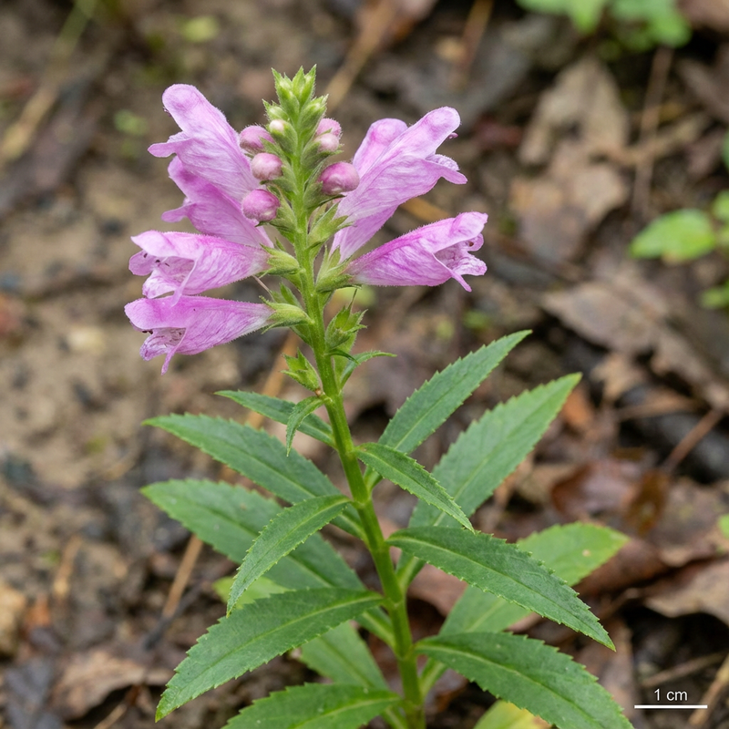 Fleur commune