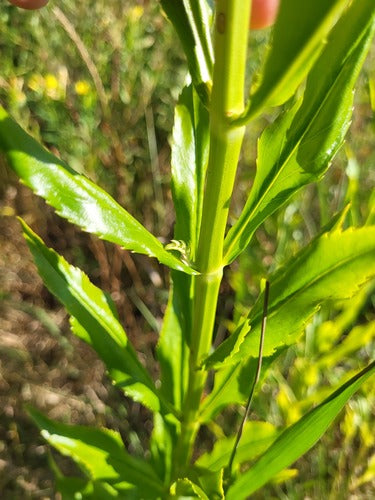 Fleur commune — Bild 5