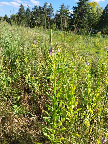Fleur commune — Bild 4