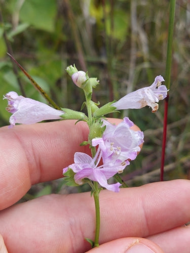 Fleur commune — Bild 3