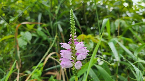Fleur commune — Bild 1
