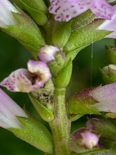 Fleur commune — photo 4 sur 52
