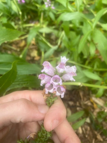 Fleur commune — photo 3 sur 52
