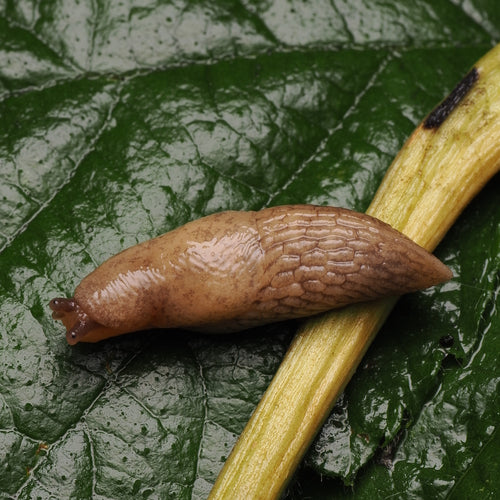 Escargot commun des champs — Bild 4