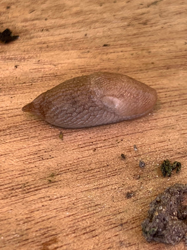 Escargot commun des champs — Bild 3