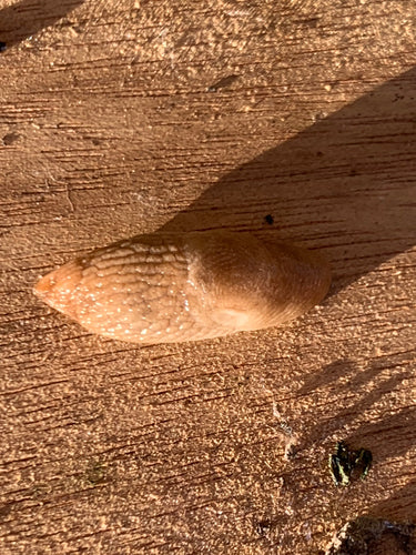 Escargot commun des champs — photo 5 sur 11