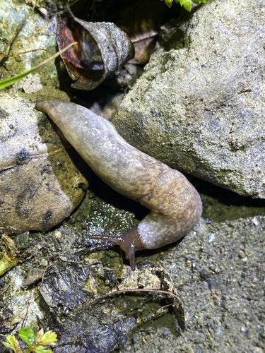 Escargot commun des champs — photo 4 sur 11