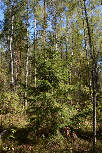 épicéa de Norvège — Bild 5
