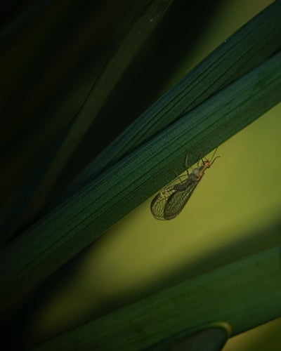 Naturaufnahme - Bild 6