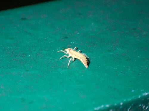 Naturaufnahme - Bild 2