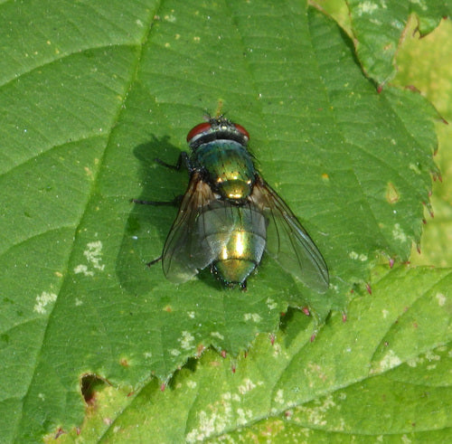 Mouche dorée commune — Bild 2